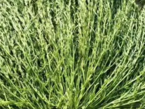 ����ݵĹ�Ч ����ݿ�ͨ˳Ѫ��