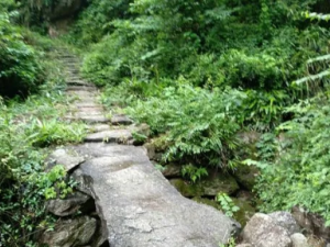 ������Ĺ�Ч �������������