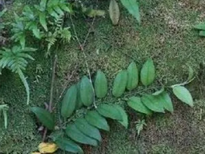 �����ٵĹ�Ч �������ε���