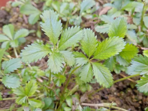 �ߺ��ݵĹ�Ч �ߺ������ξ��ﺮ��