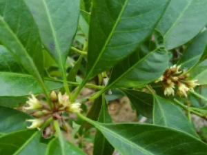 �����Ĺ�Ч �������ἡ��ʹ