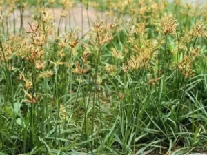 ɯ�ݸ��Ĺ�Ч ɯ�ݸ�����������