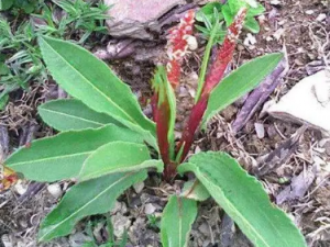 ��Ѫ�ߵĹ�Ч ��Ѫ�����ο�������