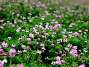 ���ӵĹ�Ч �����³�θֹŻ��