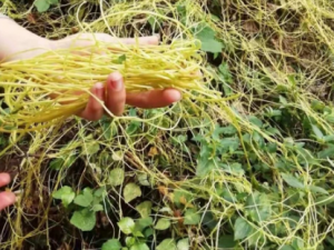 �����ٵĹ�Ч �����ٿɺ��нⶾ