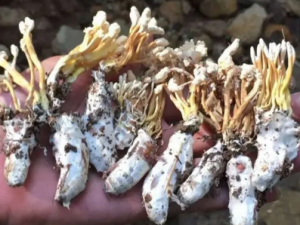 �����Ĺ�Ч ������С�����