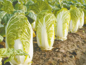 �ײ˲��ǰٴ�֮�� ����ʳ�ô�ײ�Ҫע��Ľ���