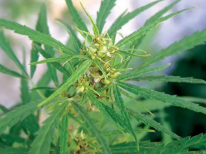 鲪ĹЧ 鲪ֹѪȽⶾ