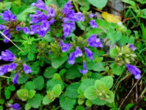 ë���ݵĹ�Ч ë��������