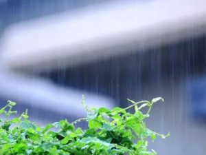 ÷��ˮ�Ĺ�Ч ÷��ˮ��ϴ��������