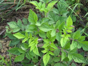 ĵ�ɵĹ�Ч ĵ��������ʪ��