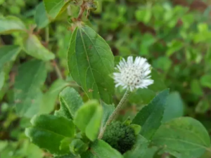 �𳦲ݵĹ�Ч �𳦲���Ѫ��