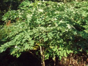 ���טBľ�Ĺ�Ч ���טBľ���纮ʪ��