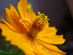 ����������Ĺ�Ч ������������Ϻ�������Ⱦ