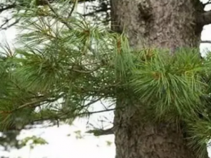 ���������ɵĹ�Ч ������������������