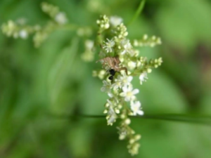 ���ޤ�Ĺ�Ч ���ޤ���κ������ҳ���