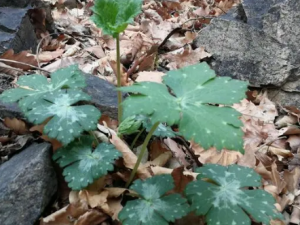 ����ݵĹ�Ч ����ݿɽⶾ�ƴ�