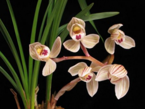 �������Ĺ�Ч ������������