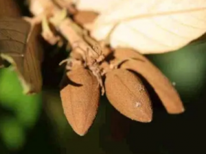 ����ľ�Ĺ�Ч ����ľ��������ʹ