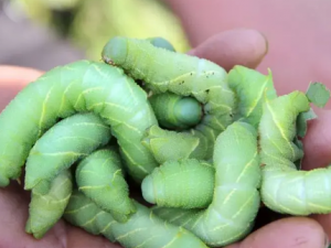 �涹��Ĺ�Ч �涹���Ѫֹʹ��������