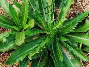 �̸ǲݵĹ�Ч �̸ǲ�����Ѫ