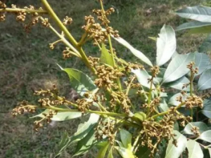 �ɲ����Ĺ�Ч �ɲ�����������