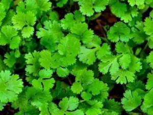 ����ɢ�Ĺ�Ч ����ɢ���˺����º������ж�����