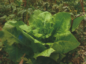 ���ĵĹ�Ч ���������괯