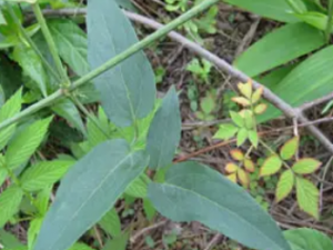 �׽�����Ĺ�Ч �׽�����������������