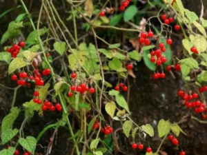 ��ë�ٵĹ�Ч ��ë�����ƴ��׶�