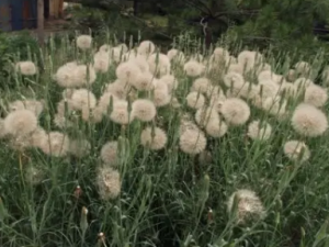 ��֦ѻ�еĹ�Ч ��֦ѻ����������