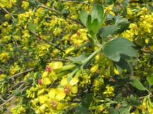 ����ľ���Ĺ�Ч ����ľ����θ����Ѫ