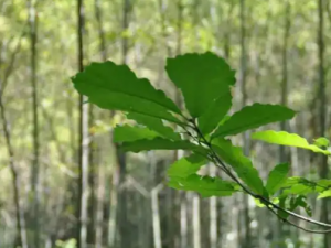 ����ɞ�Ĺ�Ч ����ɞ��С�����