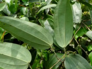 ����Ƥ�Ĺ�Ч ����Ƥ����ʪ��ʹ