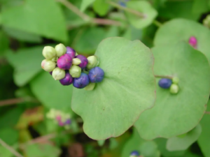 �׸��e�Ĺ�Ч �׸��e����ͷ��