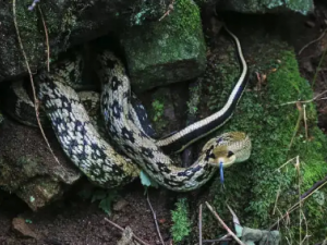 �����ߵĹ�Ч �����߿����γ�̵