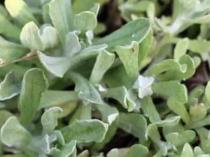 �״��ݵĹ�Ч �״�����ʪ��к��