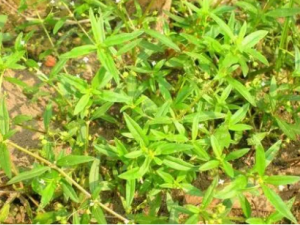 ����ݵĹ�Ч ���������ƶѪ