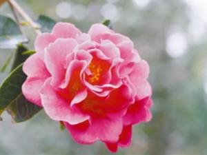 ��ɽ��Ĺ�Ч ��ɽ������Ѫ