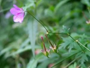 �۶��ݵĹ�Ч �۶����������ȶ�