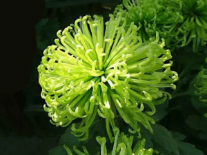 ��ͷ�յĹ�Ч ��ͷ����̵������