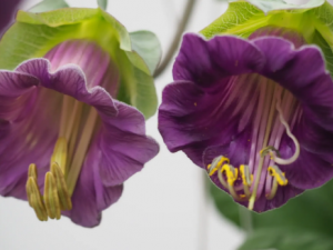 ��ƻ��Ĺ�Ч ��ƻ����ڿ�Ѫ