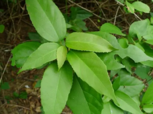 �ֿ���Ĺ�Ч �ֿ������ڼ���������