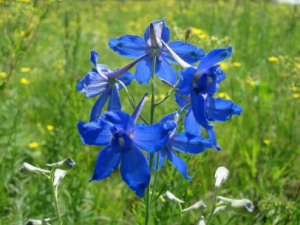 ��ȸ���Ĺ�Ч ��ȸ���η�������