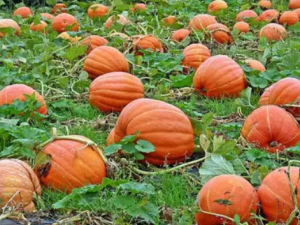 ʲô�����ϹϺ� С�����������Ϲ�