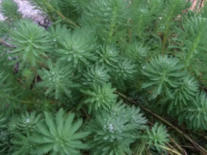 �ݽ�ɼ�Ĺ�Ч �ݽ�ɼ��������