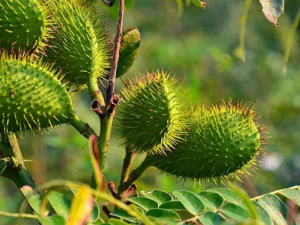 �̹���ľ�Ĺ�Ч �̹���ľ�μ�����θ��