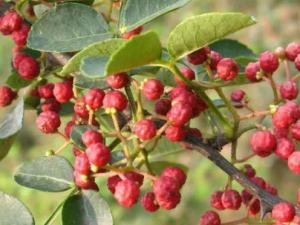 �̻����Ĺ�Ч �̻�������θʹ