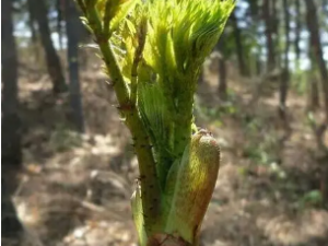 �������Ĺ�Ч �����������鷦��