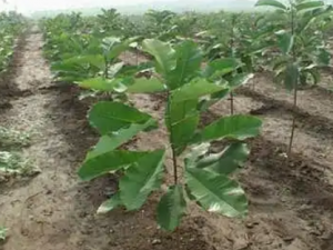 ����ӵĹ�Ч ��������丹������ʹ